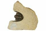 Bargain, Dalejeproetus Trilobite - Uncommon Moroccan Proetid #181439-1